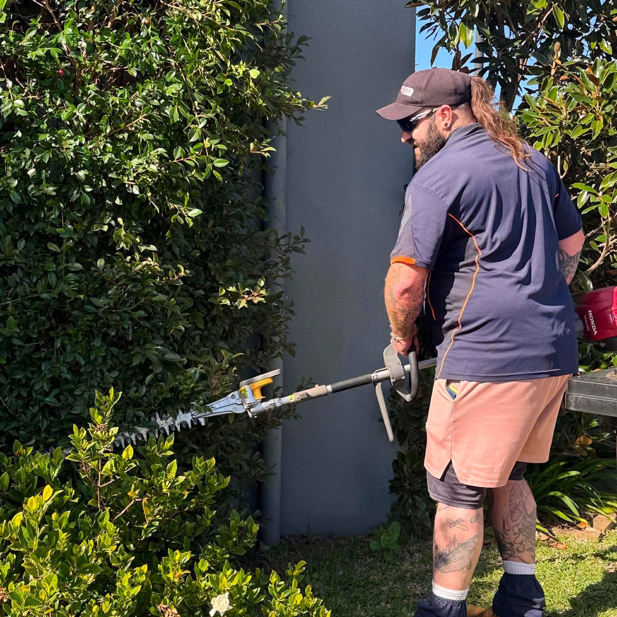 Hedge trimming photo
